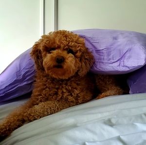 Meet your Posher, Me-ann